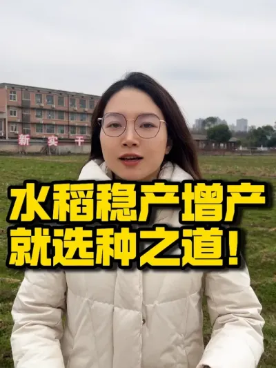 水稻稳产增产，就选种之道！ 种之道#首场订货会火热报名中#农业技术推广 #三农 #抖音助农 #水稻种植#高产