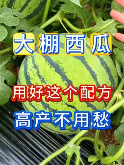 用好这个配方西瓜高产不用愁 #西瓜种植 #西瓜病害防治 #西瓜坐瓜 #西瓜移栽 #西瓜管理