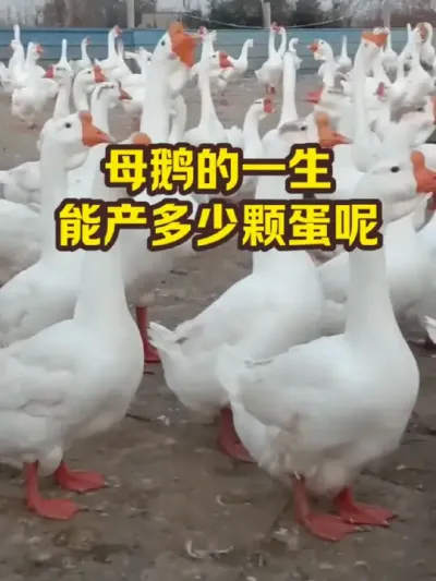 母鹅的一生，你产多少颗蛋呢 #抖音三农#养鹅#养殖