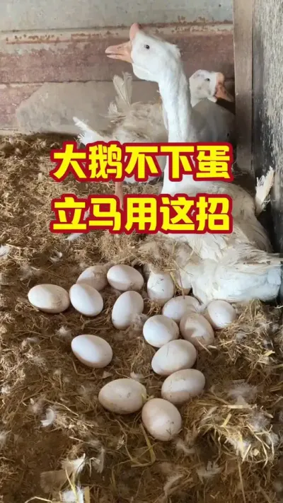 大鹅不下蛋，立马用这招#抖音三农#养鹅#养殖