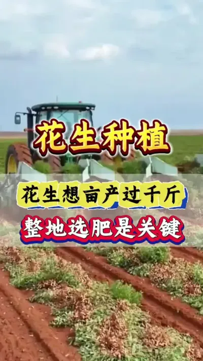 花生种植如何施肥#花生种植 #花生高产种植 #花生颗粒硼肥 #花生施肥 #花生高产