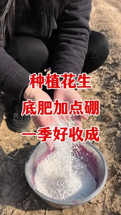 花生种植硼肥的作用#花生种植 #硼肥的作用及功能 #花生颗粒硼肥 #花生高产 #花生施肥