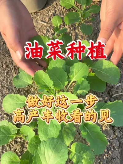 油菜想要高产丰收，一定要做好这一步#油菜高产管理 #油菜高产种植 #油菜高产叶面肥 #油菜猛涨增产宝 #油菜种植