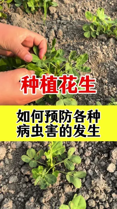 花生病害防治#花生种植 #花生病害 #花生病菌清 #花生高产种植 #花生的种植方法