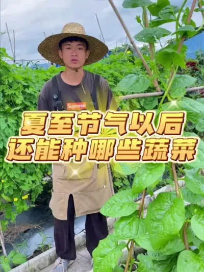 夏至以后还能种哪些菜？ #种植小技巧 #关注我一起学种菜 #自己种的纯天然的绿色蔬菜 #家庭种植 #学种菜