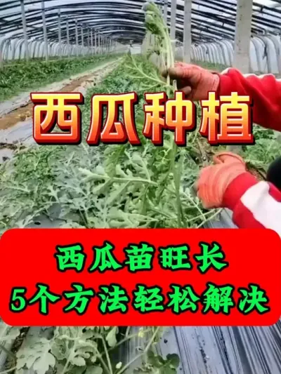 西瓜苗旺长5个方法轻松解决 #西瓜种植 #西瓜种植技术 #种植小技巧 #大棚西瓜 #西瓜打头