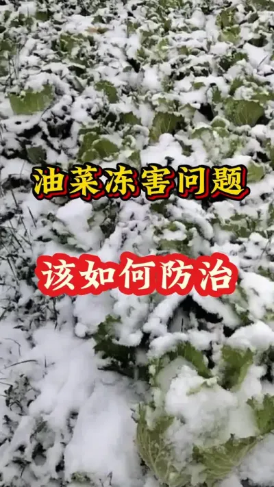 油菜冻害问题怎样防治#油菜冻害 #油菜冻害防治 #油菜防冻 #油菜种植管理 #植物防冻剂