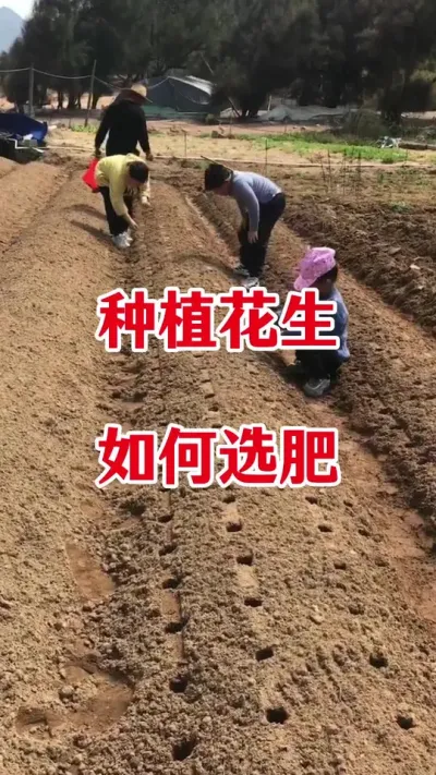 花生种植如何选肥#花生种植 #花生施肥 #花生颗粒硼肥 #颗粒硼肥 #三农种植