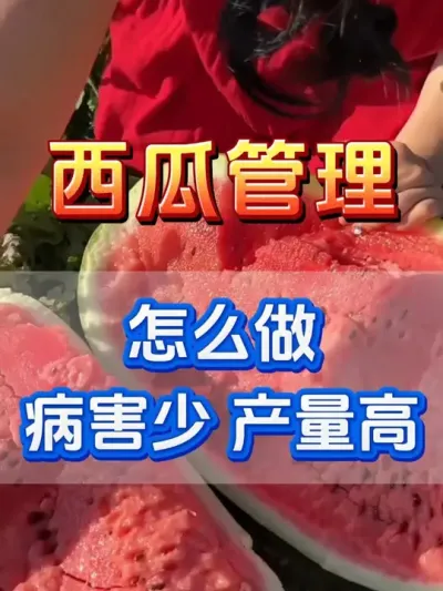 西瓜怎么管理才能病害少产量高 #西瓜种植 #花芽分化 #西瓜坐瓜 #西瓜移栽 #西瓜管理