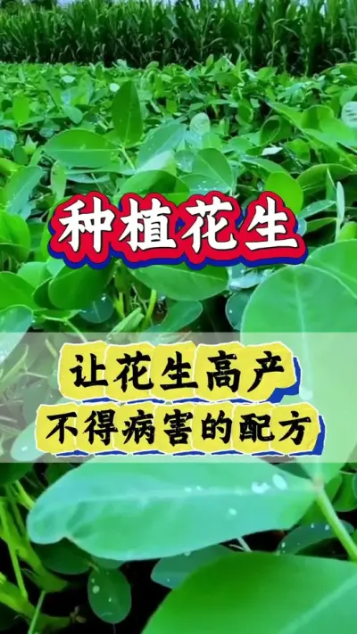 花生高产不得病害配方#花生种植 #花生高产种植 #花生种植管理技术 #花生高产 #花生高产配方