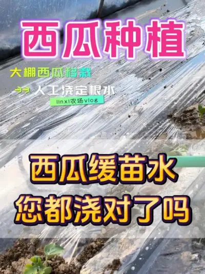 西瓜缓苗水你浇对了吗 #西瓜种植 #西瓜缓苗 #种植小技巧 #西瓜浇水 #西瓜管理