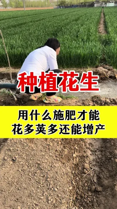 花生高产专用肥#花生高产种植 #花生种植 #花生高产叶面肥 #花生膨大粒粒饱