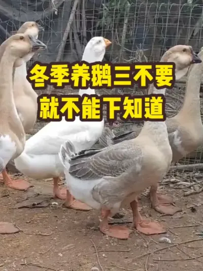 冬季养鹅三不要，就不能不知道#抖音三农#养殖#养鹅