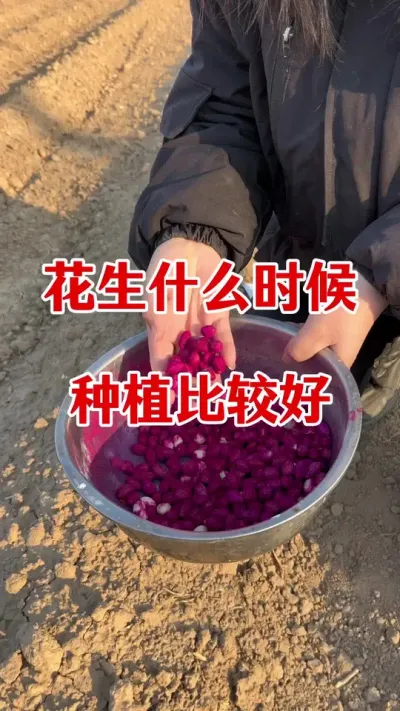 花生种植一定要拌种#花生拌种剂 #花生拌种 #花生种植 #花生高产 #拌种剂
