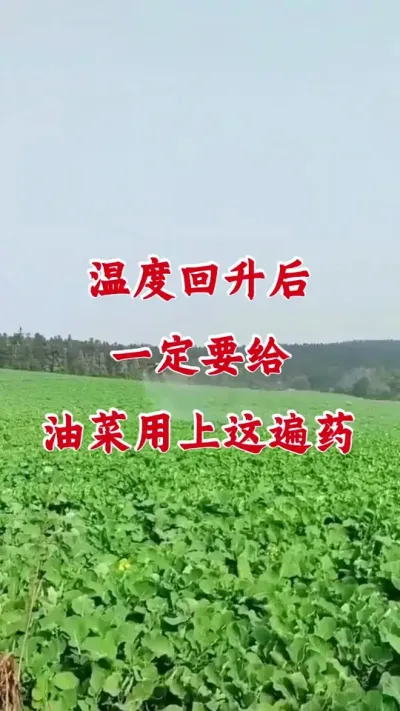 年后油菜一定要做好病虫害防治#油菜种植 #病虫害防治 #油菜病虫害防治 #油菜一喷三防 #油菜种植管理