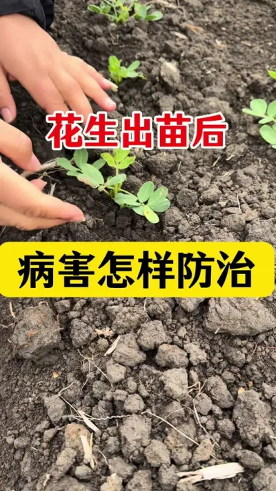 花生病害防治#花生种植 #花生高产种植 #花生病害防治 #花生病菌清 #花生的种植方法
