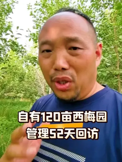自有120亩西梅园管理52天后回访！#农田行者#农田行者技术服务联盟#西梅种植#果园管理
