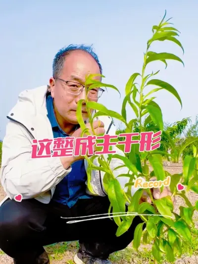 这桃树 整理成主干形#乡村振兴 #果园管理