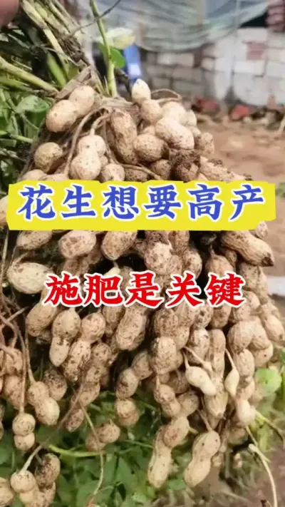 花生施肥管理#花生种植 #花生高产叶面肥 #花生种植管理技术 #花生膨大粒粒饱 #花生高产种植