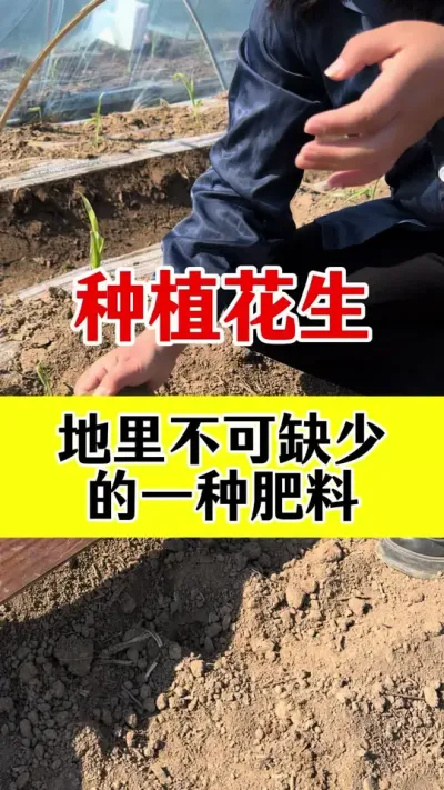 花生出苗后第一遍药一定要选对#花生种植 #花生高产叶面肥 #花生膨大粒粒饱 #花生高产种植 #花生高产