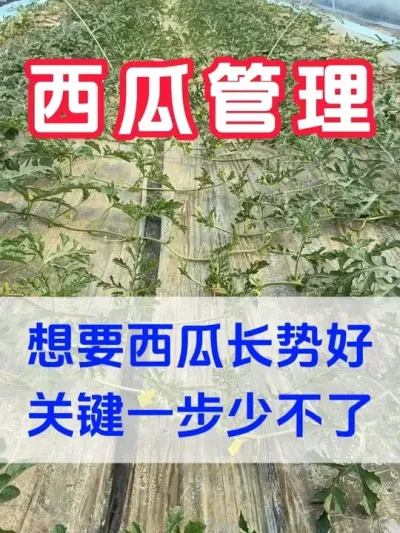 想要西瓜长势好关键一步少不了 #西瓜种植 #花芽分化 #西瓜坐瓜 #西瓜移栽 #西瓜管理