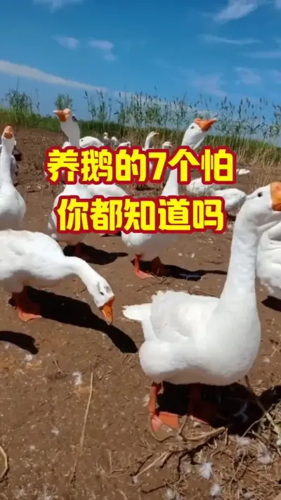 养鹅的7个怕，你都知道吗#抖音三农#养鹅#养殖