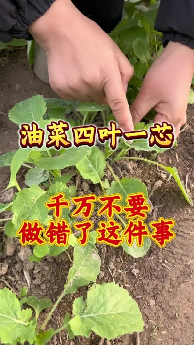 油菜管理种植#油菜高产种植 #油菜种植技术 #油菜高产叶面肥 #油菜猛涨增产宝 #三农