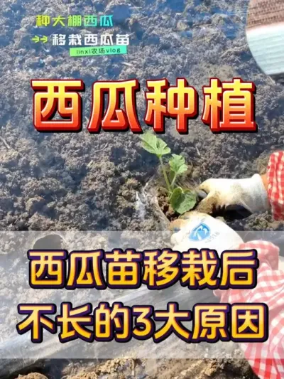 西瓜苗移栽后不长的3个原因 #西瓜种植 #西瓜缓苗 #种植小技巧 #西瓜移栽 #西瓜管理