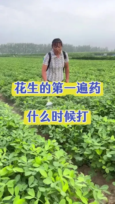 花生第一遍药什么时候打#花生种植 #花生第一遍药 #花生高产种植 #花生高产叶面肥 #花生膨大粒粒饱