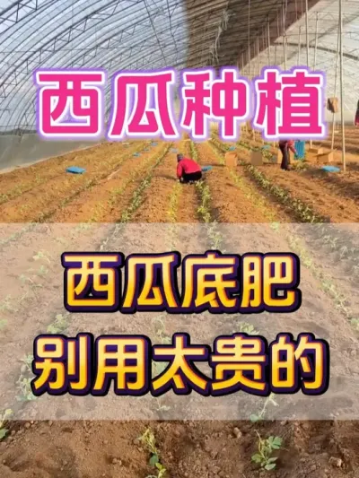 西瓜底肥别用太贵的 #西瓜种植 #西瓜底肥 #种植小技巧 #大棚西瓜 #西瓜管理