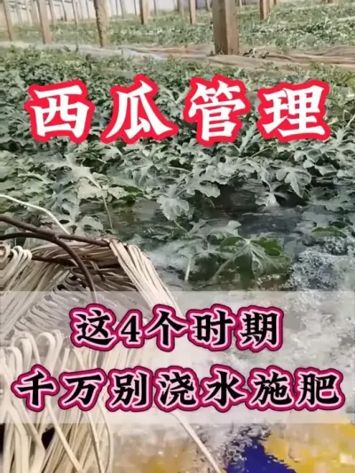 这4个时期千万别浇水施肥 #西瓜种植 #膨大增甜 #露天西瓜 #西瓜管理 #助力农业