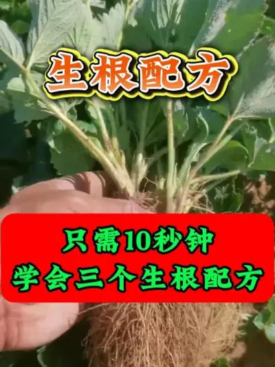 10秒钟学会三个生根配方 #生根剂 #生根粉 #生根壮苗 #优质农产品 #生根