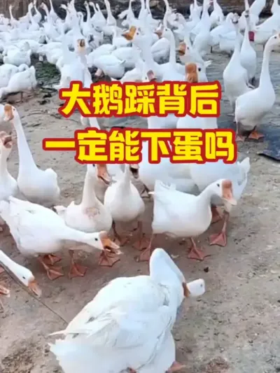 大鹅踩背后一定能下蛋吗
#抖音三农#养殖#养鹅