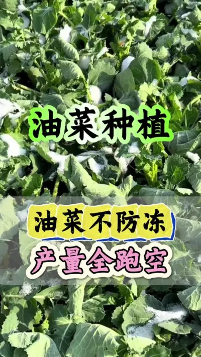 油菜不防冻产量就跑空#油菜防冻 #油菜防冻剂 #油菜冻害 #植物防冻剂 #植物防冻液抗冻剂