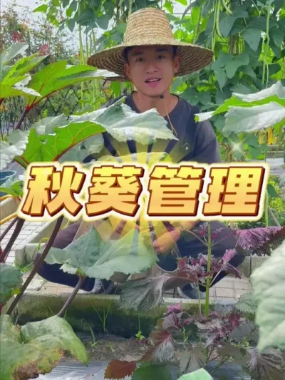 秋葵怎么管理？ #种植小技巧 #关注我一起学种菜 #自己种的纯天然的绿色蔬菜 #家庭种植 #我的小菜园