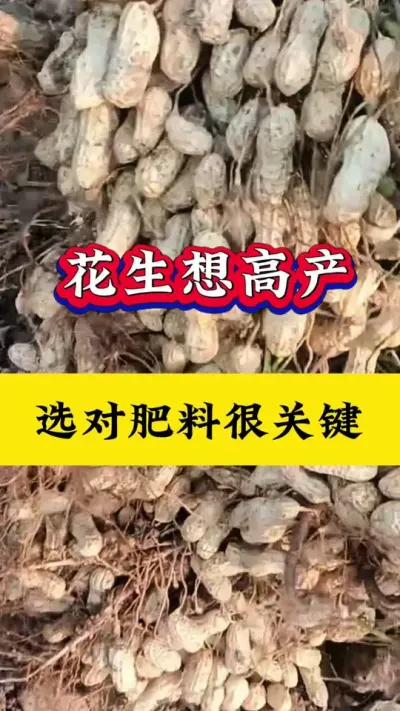 花生高产施肥#花生种植 #花生高产施肥 #花生高产种植 #花生施肥 #三农种植