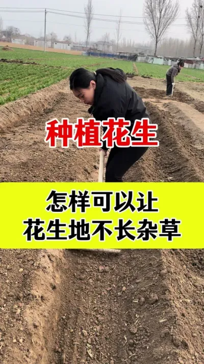 花生种植怎样让地里干干净净没有草#花生种植 #花生苗前封闭 #花生苗前封闭除草剂 #除草剂 #除草