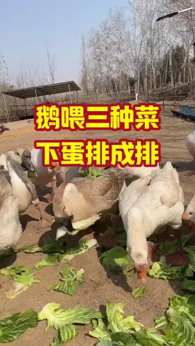鹅喂三种菜，下蛋排成排#抖音三农#养鹅#养殖