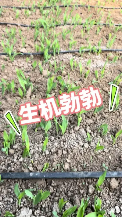 玉米绿肥 草莓大棚种玉米绿肥，没得很#草莓技术 #草莓种植 #农业技术 #绿肥 #草莓苗