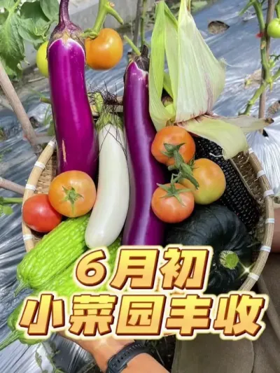 6月初小菜园丰收了~大家的小菜园也都丰收了把 #自己种的纯天然的绿色蔬菜 #家庭种植 #我的小菜园 #种植小技巧 #一分耕耘一分收获