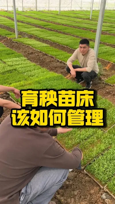 育秧苗床该如何管理 #种之道  #水稻种植技术 #高产 #春耕进行时 #育秧
