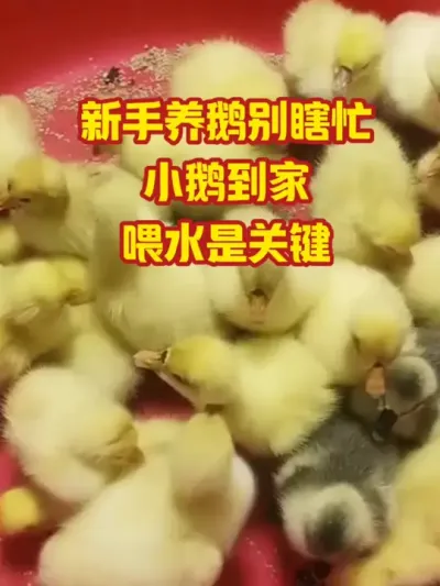 新手养鹅别瞎忙，小鹅到家，喂水是关键#抖音三农#养鹅#养殖