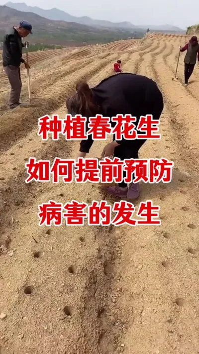 春花生土传病害怎么防治#花生土传病害 #土壤改良 #微生物菌肥 #耕卫壤净 #花生高产种植