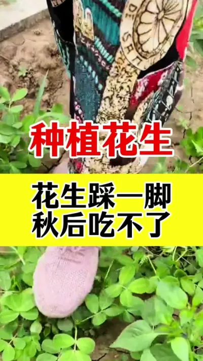 花生踩一脚秋后吃不了#花生高产 #花生高产种植 #花生种植 #花生的种植方法 #花生种植管理技术