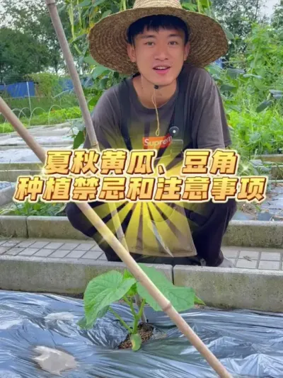 夏秋黄瓜、豆角种植的禁忌有哪些？ #种植小技巧 #关注我一起学种菜 #家庭种植 #我的小菜园 #种菜
