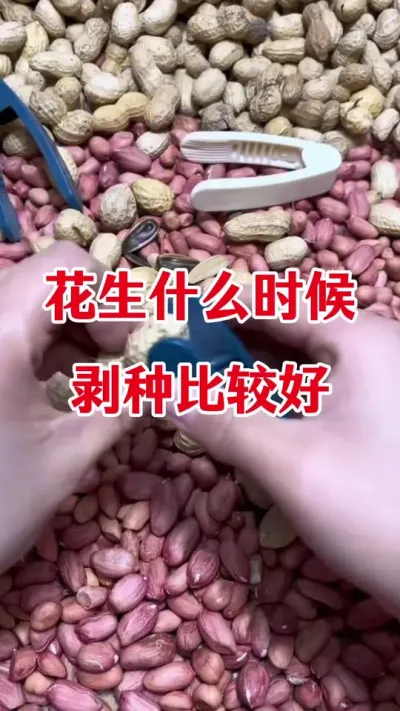 花生种子早剥好还是晚剥好#花生种子 #花生种植 #花生种植管理技术 #花生高产 #花生管理