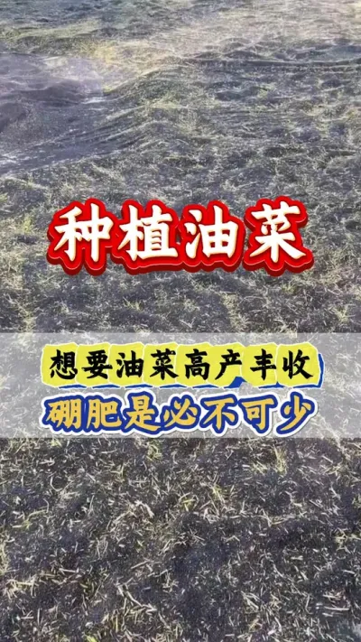 油菜想要花多荚多产量高，硼肥很重要#油菜硼肥 #流体硼 #硼肥的作用及功能 #硼肥的功效与作用 #三农流量扶持计划
