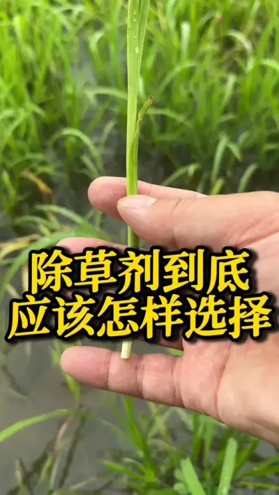 除草剂到底应该怎样选择 #种之道 #水稻种植技术 #高产 #新农人计划  #苗后除草