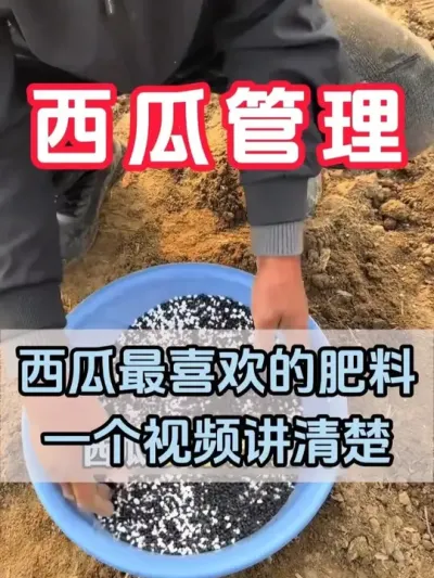 西瓜最喜欢的肥料一个视频讲清楚 #西瓜种植 #花芽分化 #西瓜坐瓜 #西瓜移栽 #西瓜管理