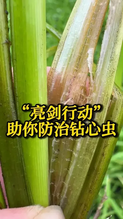 &ldquo;亮剑行动&rdquo;助你防治钻心虫 #种之道 #水稻种植技术 #高产 #新农人计划 #钻心虫防治